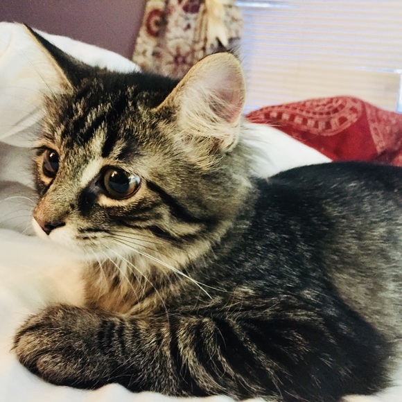 Meet your Posher, Lyndsae - Picture 4 of 4